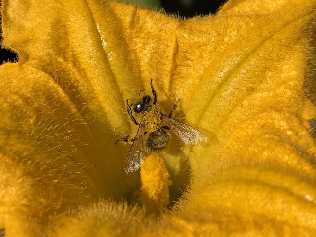Save our pollinators by Saikat Basu